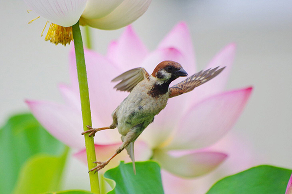 ハス畑でスズメを撮影したら？　まさかの光景に「ヒーロー？」「かっこよすぎる」
