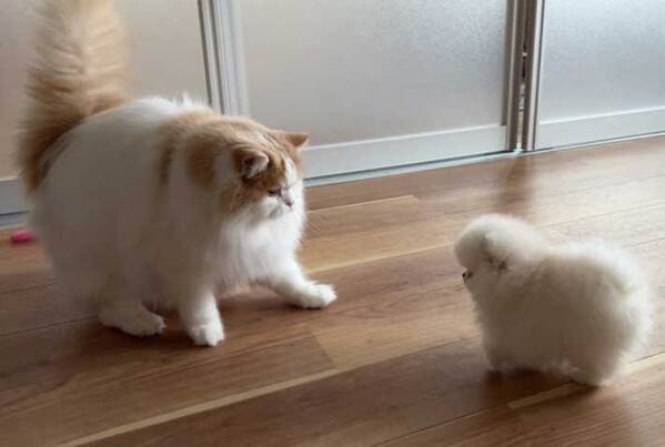 ポメの赤ちゃんと対面した『先輩猫』　表情に「笑った」「どっちもモフモフ」