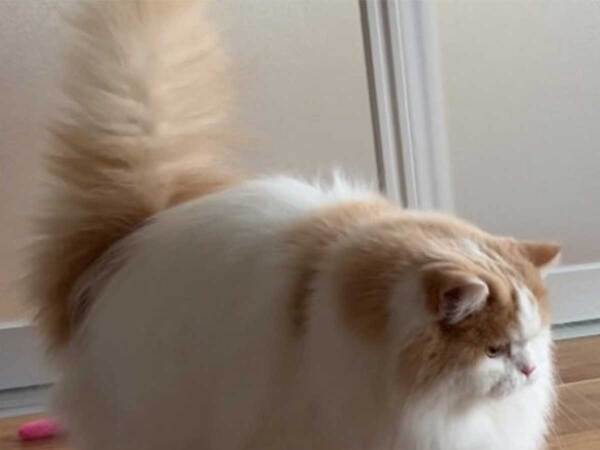 ポメの赤ちゃんと対面した『先輩猫』　表情に「笑った」「どっちもモフモフ」