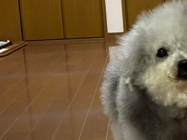 飼い主がセールで買ったのは…　愛犬が『使用』した姿に「思わず笑顔になった」