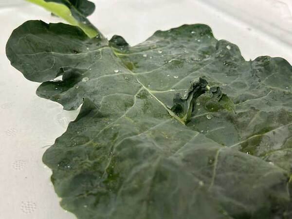 野菜の葉っぱから…　現れたものに「すごい」「こんなことあるんだ」