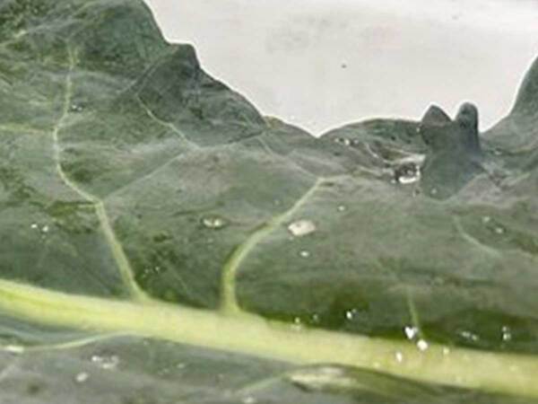 野菜の葉っぱから…　現れたものに「すごい」「こんなことあるんだ」