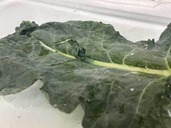 野菜の葉っぱから…　現れたものに「すごい」「こんなことあるんだ」