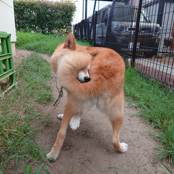 「どうなっているか一瞬分からなかった」　飼い主が撮った『奇跡の１枚』がこちら！