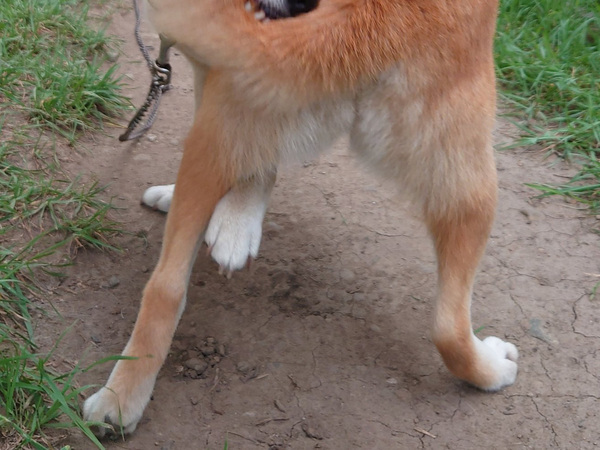 「どうなっているか一瞬分からなかった」　飼い主が撮った『奇跡の１枚』がこちら！