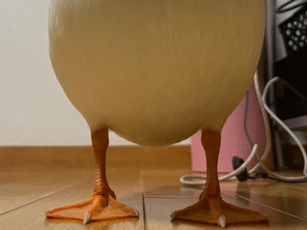 アヒルを下から見上げると…　まさかのビジュアルに「アングルよすぎる」