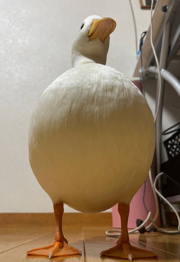 アヒルを下から見上げると…　まさかのビジュアルに「アングルよすぎる」