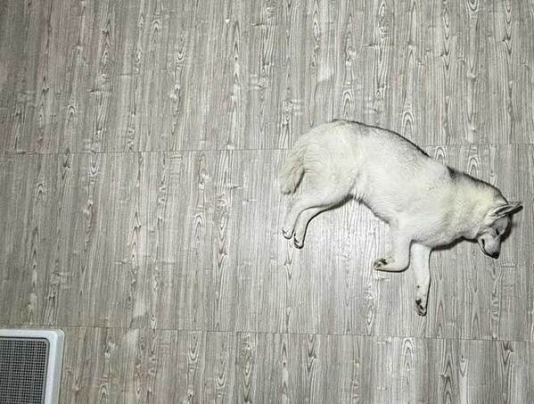 「全てを失ったハスキー」に１３万人が爆笑　絶望の理由が？「笑った」「哀愁えぐい」