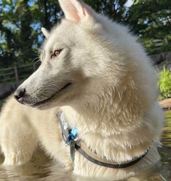 「全てを失ったハスキー」に１３万人が爆笑　絶望の理由が？「笑った」「哀愁えぐい」