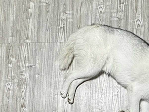 「全てを失ったハスキー」に１３万人が爆笑　絶望の理由が？「笑った」「哀愁えぐい」