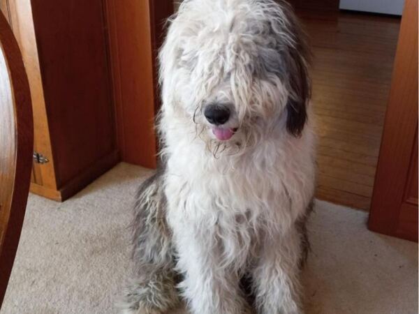 「犬種変わった？」 　モフモフの大型犬をトリミングに連れて行ったら…！