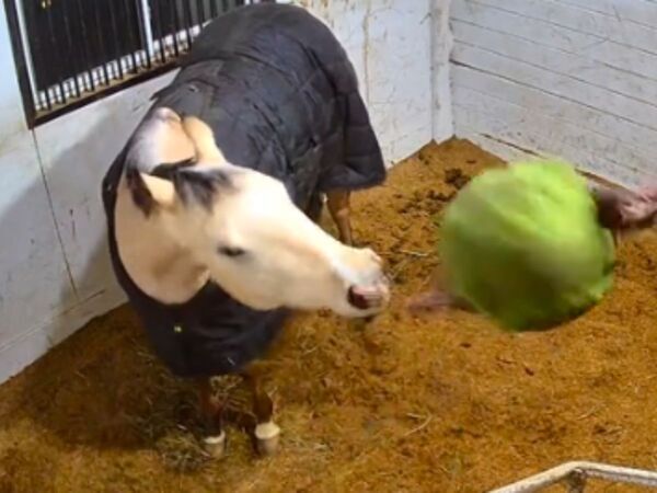 「本人が１番驚いとる！」「爆笑した」　馬が勢いよく放ったボールが？