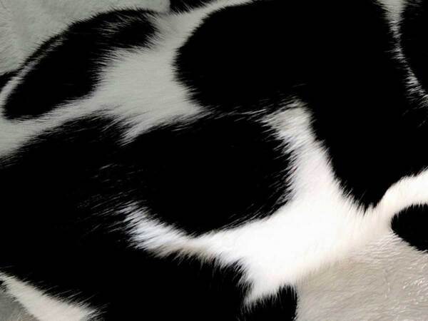 「家の中で行方不明になる」　くつろぐ猫に「見つからなさそう」「かわいい」