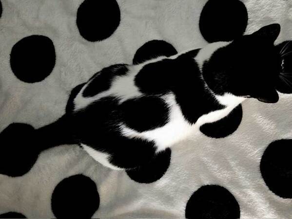 「家の中で行方不明になる」　くつろぐ猫に「見つからなさそう」「かわいい」