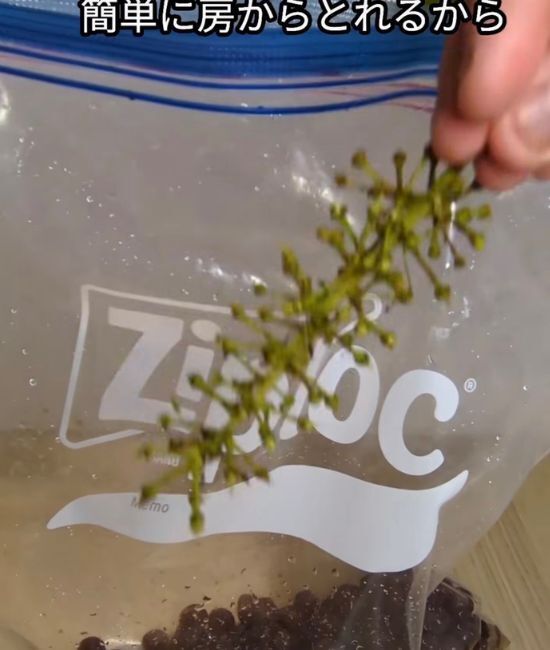 ブドウを袋で振ったらどうなる？　意外すぎる展開に「目を疑った」「すごい！」