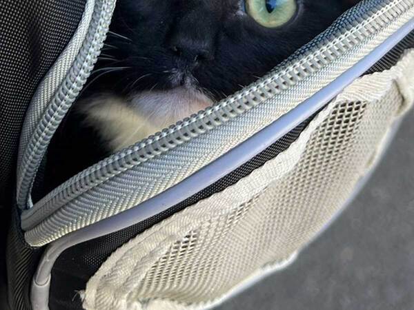 猫「動物病院に行くなんて聞いてない」　表情に「笑った」「絶望してる」