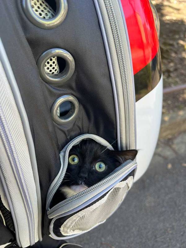 猫「動物病院に行くなんて聞いてない」　表情に「笑った」「絶望してる」