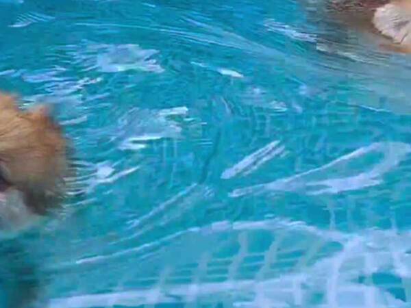 「夏の天使だ」　話題になった動物に「声が出た」「ずっと見ていたい」