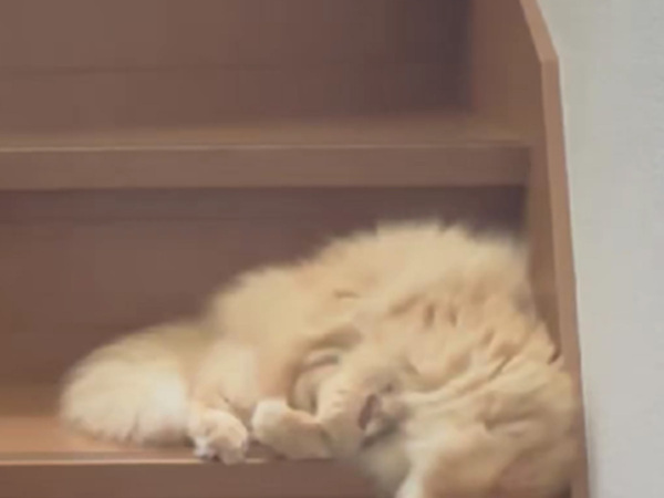 飼い主「熱いので、猫が…」　階段の光景に「見事な液体っぷりですね」