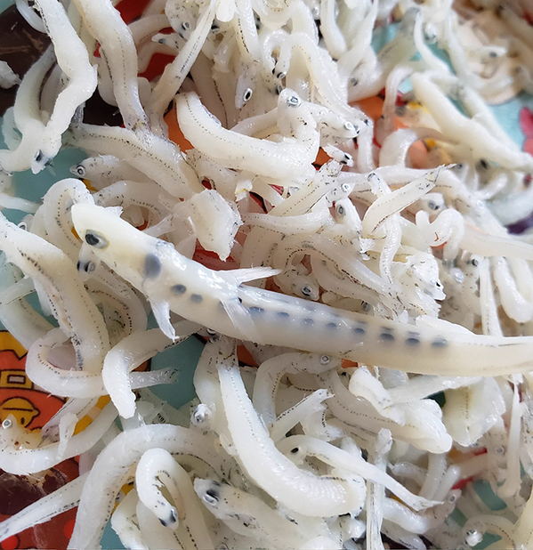 購入したシラスを見て「えっ？」　中身に「すごすぎる」「むしろ大当たり」