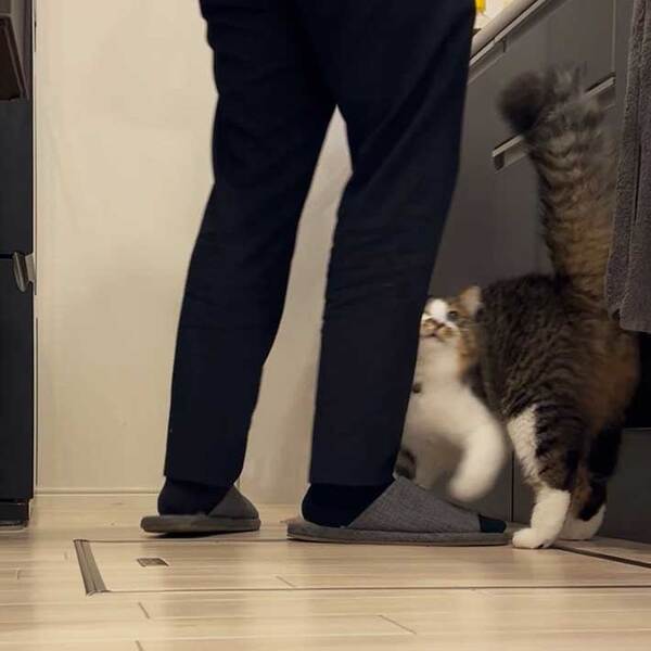 「オマエ…ワラッタ…」　飼い主に笑われて不満な猫、表情を見ると？