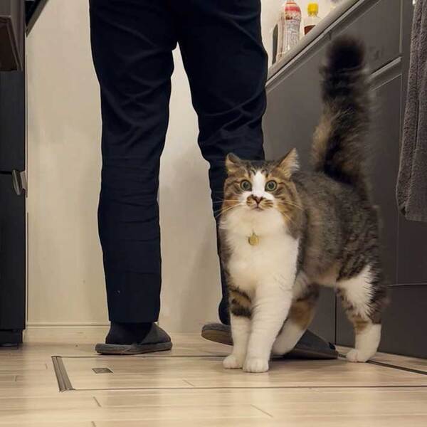 「オマエ…ワラッタ…」　飼い主に笑われて不満な猫、表情を見ると？