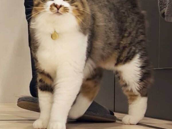 「オマエ…ワラッタ…」　飼い主に笑われて不満な猫、表情を見ると？