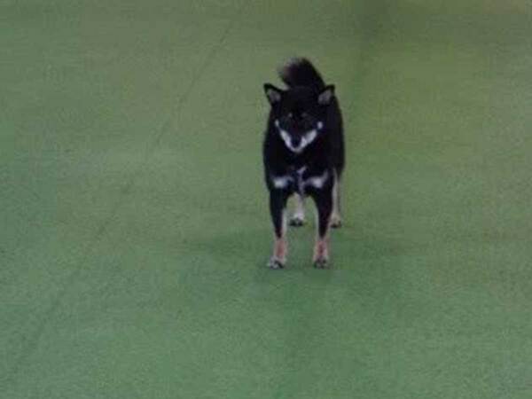 初めて行ったドッグランで戸惑ってしまい…　柴犬の姿に１２万人が爆笑