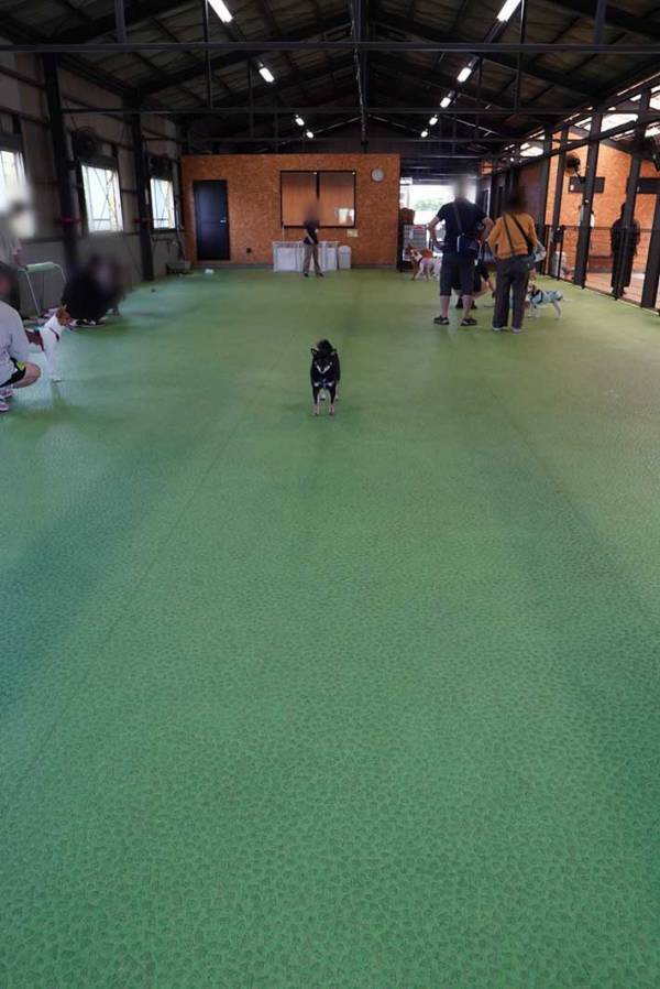 初めて行ったドッグランで戸惑ってしまい…　柴犬の姿に１２万人が爆笑