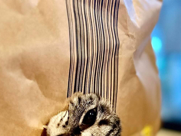 『宅配の袋が捨てられない理由』に納得のワケ　「うちもそれ」「これはたまらん」