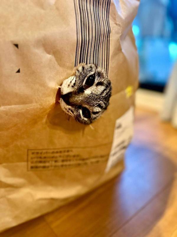 『宅配の袋が捨てられない理由』に納得のワケ　「うちもそれ」「これはたまらん」