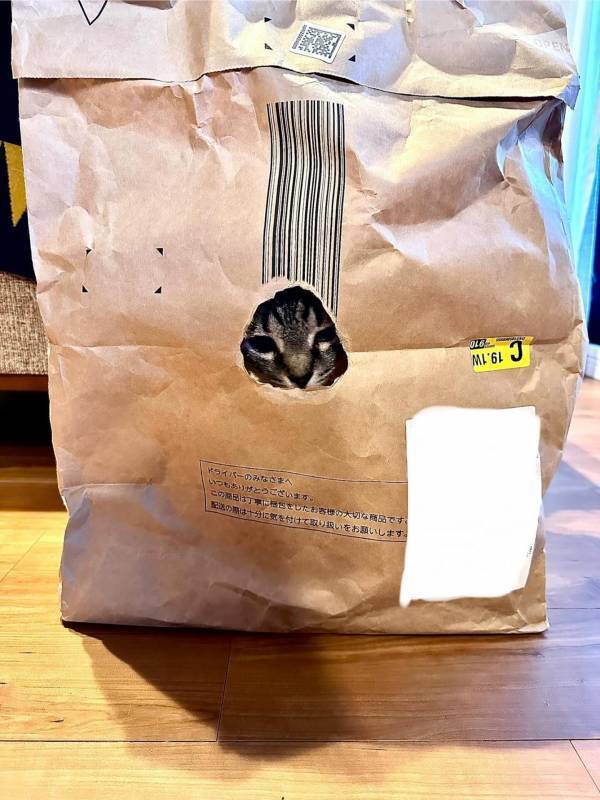 『宅配の袋が捨てられない理由』に納得のワケ　「うちもそれ」「これはたまらん」