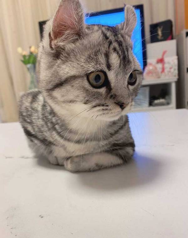 飼い主「これマジで何？」　くつろぐ猫の前脚に「笑った」「何しているの」