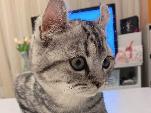 飼い主「これマジで何？」　くつろぐ猫の前脚に「笑った」「何しているの」