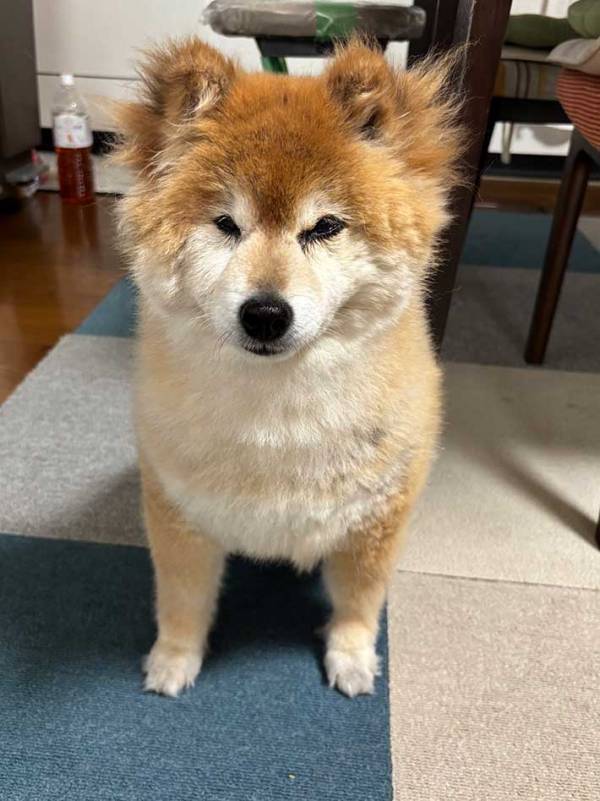 柴犬の『髪型』をよく見たら…　写真に「吹いた」「元気出たわ」