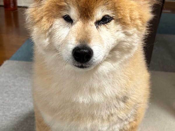 柴犬の『髪型』をよく見たら…　写真に「吹いた」「元気出たわ」