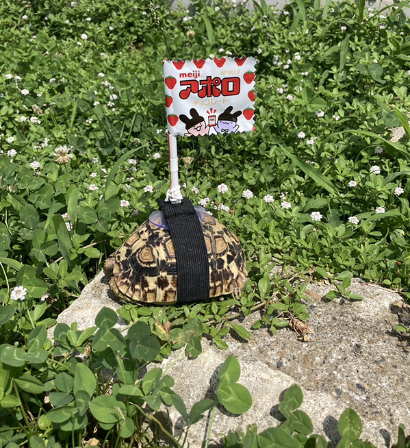 庭でカメを見失った母　まさかの『対策』に「天才現る」「やはり母は強し」