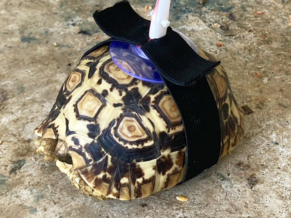 庭でカメを見失った母　まさかの『対策』に「天才現る」「やはり母は強し」