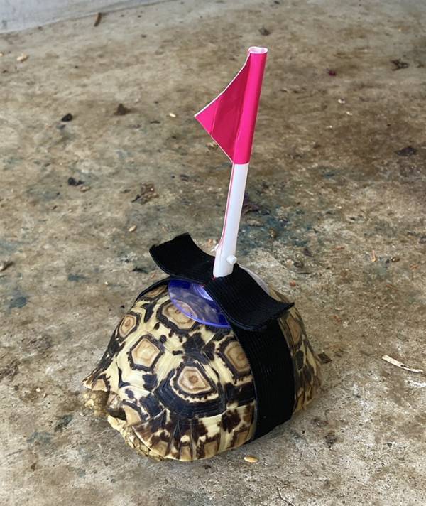 庭でカメを見失った母　まさかの『対策』に「天才現る」「やはり母は強し」