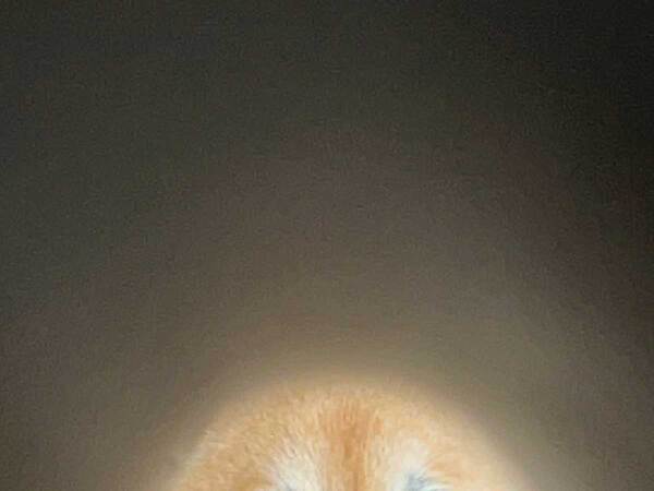 柴犬をラップの芯から覗いた結果…　まさかの発見に「天才かよ」「爆笑」