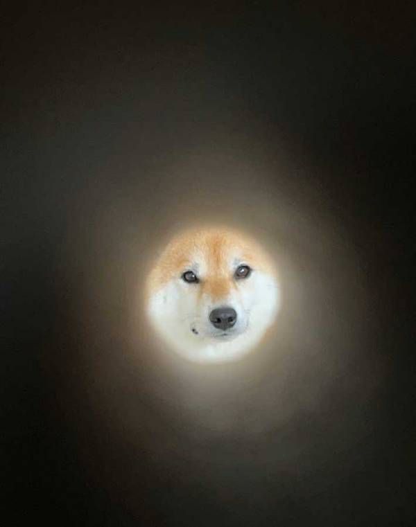 柴犬をラップの芯から覗いた結果…　まさかの発見に「天才かよ」「爆笑」