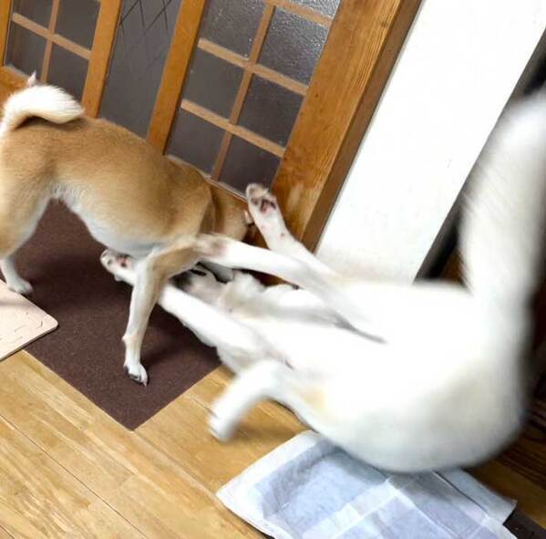 かっこいいイメージのハスキー　しかし柴犬を前にして…「きれいな１本負け」「背負い投げかな？」