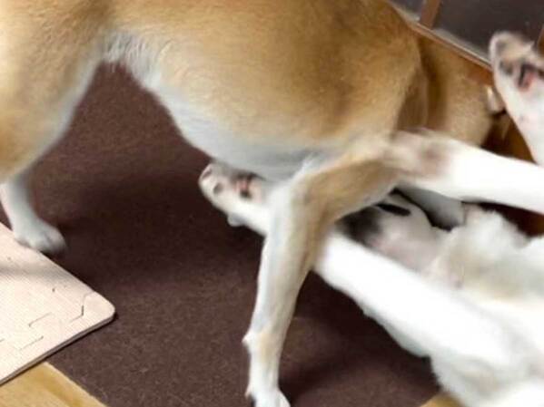 かっこいいイメージのハスキー　しかし柴犬を前にして…「きれいな１本負け」「背負い投げかな？」