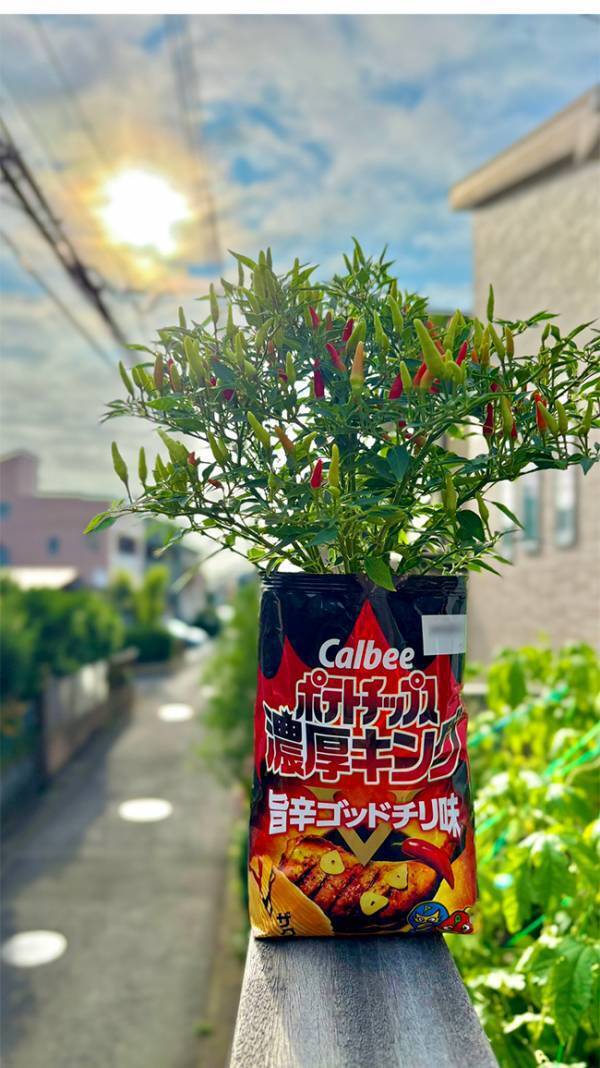 たわわに実ったトウガラシ　『鉢』を見ると？「マッチしすぎてる」「天才の発想だ」