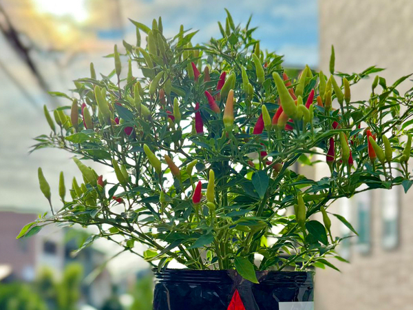 たわわに実ったトウガラシ　『鉢』を見ると？「マッチしすぎてる」「天才の発想だ」