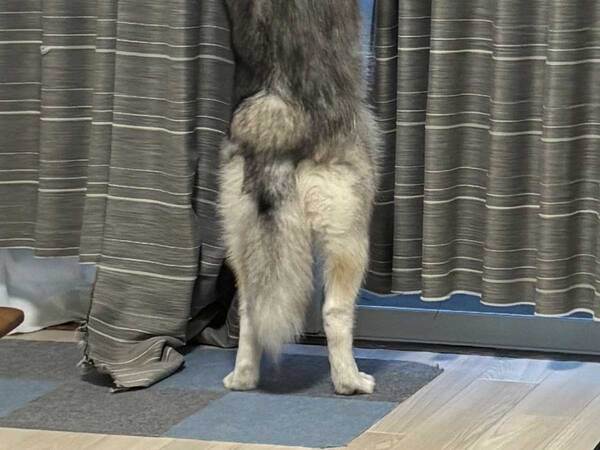 飼い主「あまりにも自然な立ち姿」　ハスキーの写真に「中に人が入ってる？」