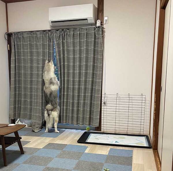 飼い主「あまりにも自然な立ち姿」　ハスキーの写真に「中に人が入ってる？」