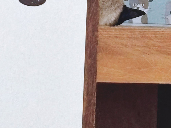 飼い主「病院イヤだったね」　押し入れの中を見ると…？「素晴らしい、ふて寝っぷり」