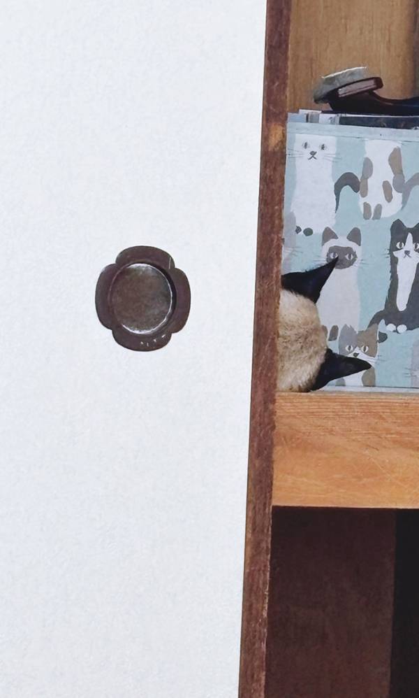 飼い主「病院イヤだったね」　押し入れの中を見ると…？「素晴らしい、ふて寝っぷり」