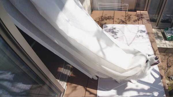 飼い主「爆誕しました！」　カーテンから生まれたのは？